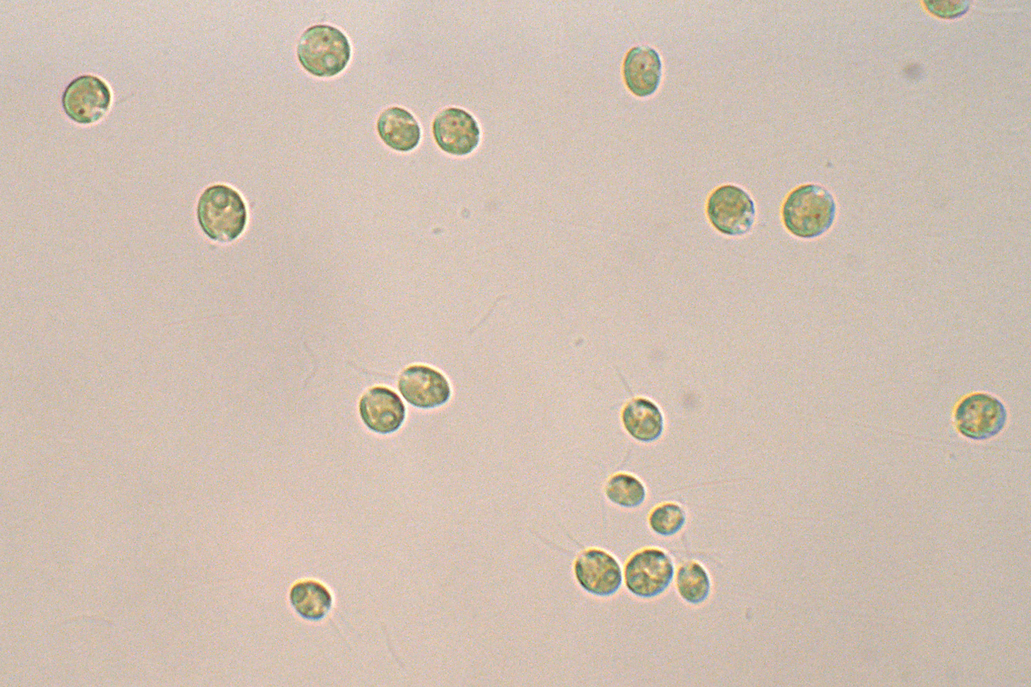 Lichtmikroskopische Aufnahme von Chlamydomonas reinhardtii